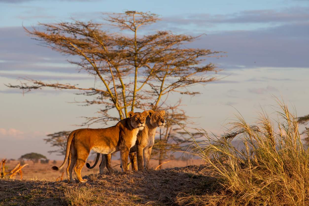 VIAJE PARQUE DE KENYA Y TANZANIA  DESDE CANCÚN