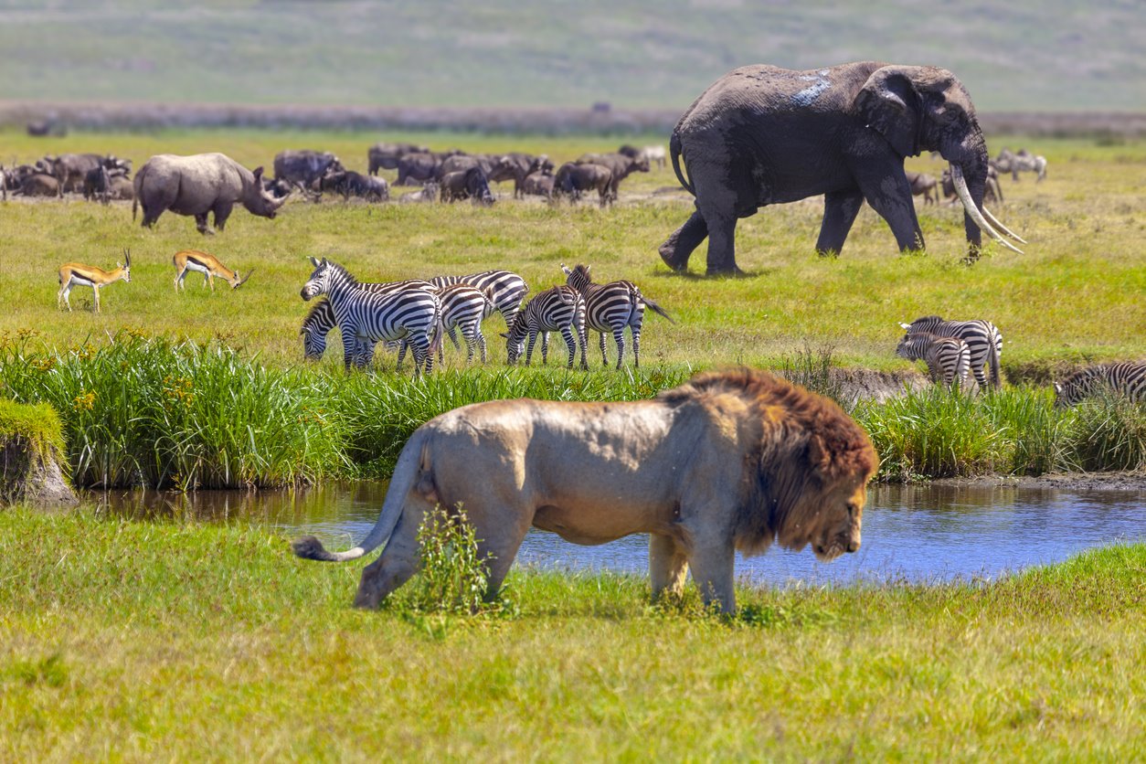 VIAJE GRAN SAFARI DESDE KENYA A TANZANIA  DESDE CANCÚN