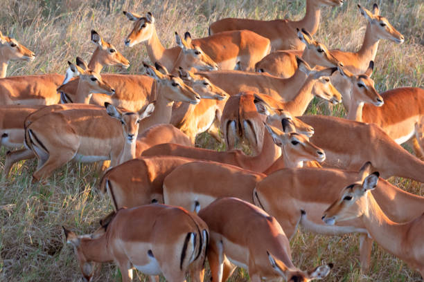 Viaje sudafrica en reserva privada y cataratas victoria (zimbabwe) con chobe  desde Cancún