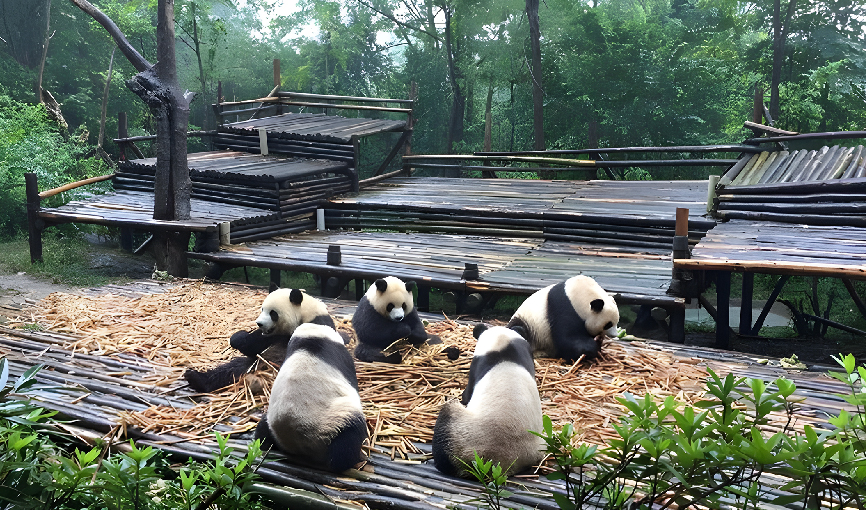 Viaje china del oso panda  desde Cancún